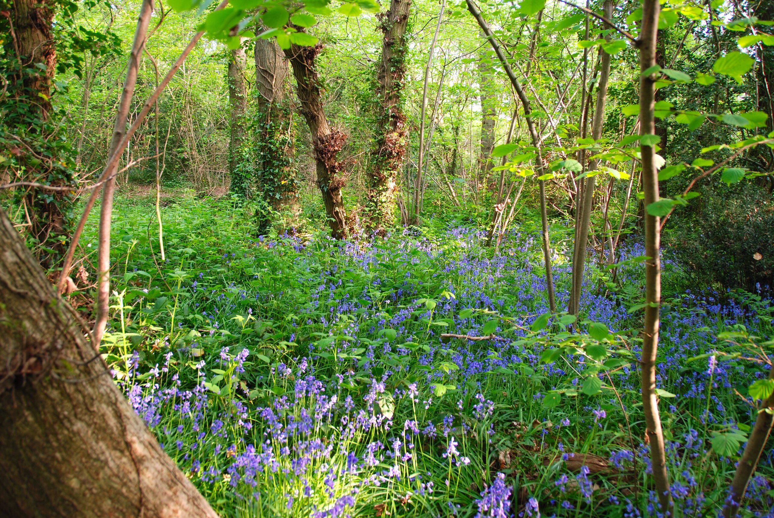 Bluebells at Gillham Wood © Tony Hammond