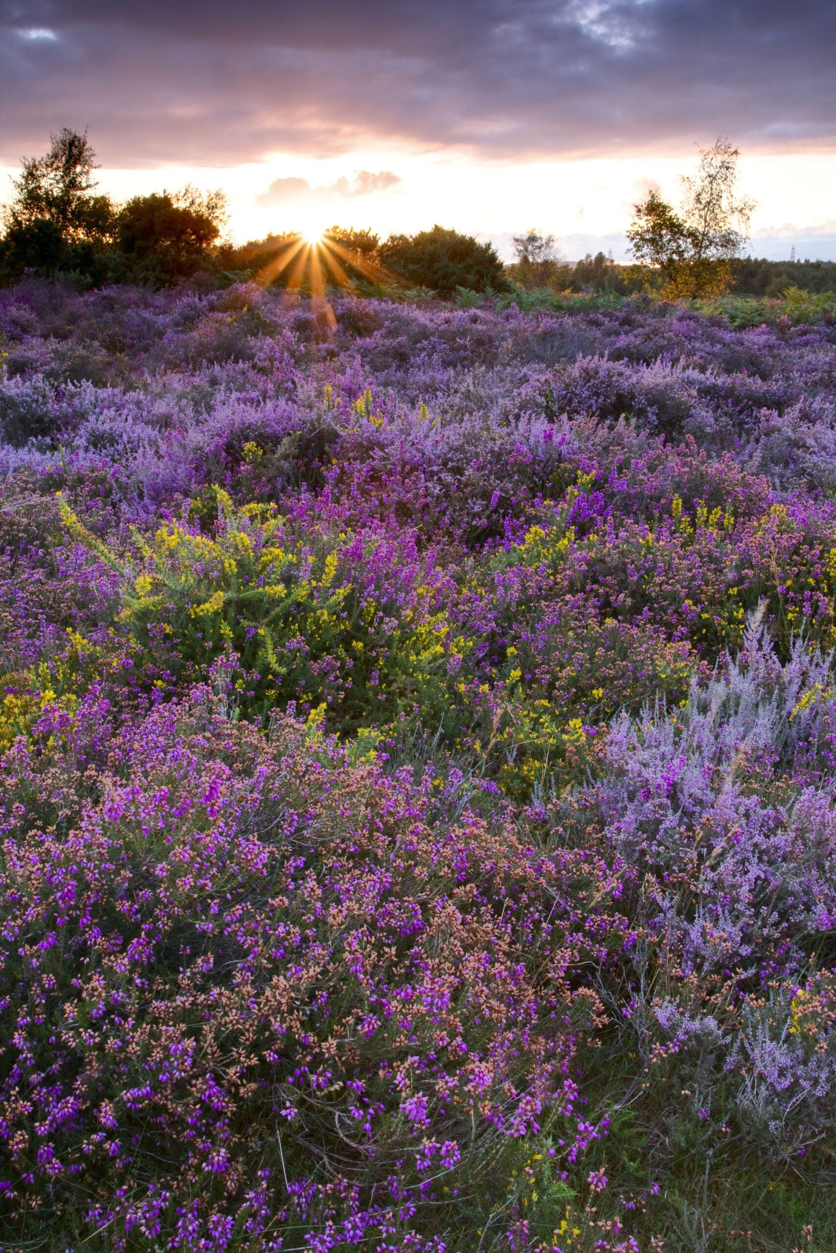 reserve Iping Common Simon Smith