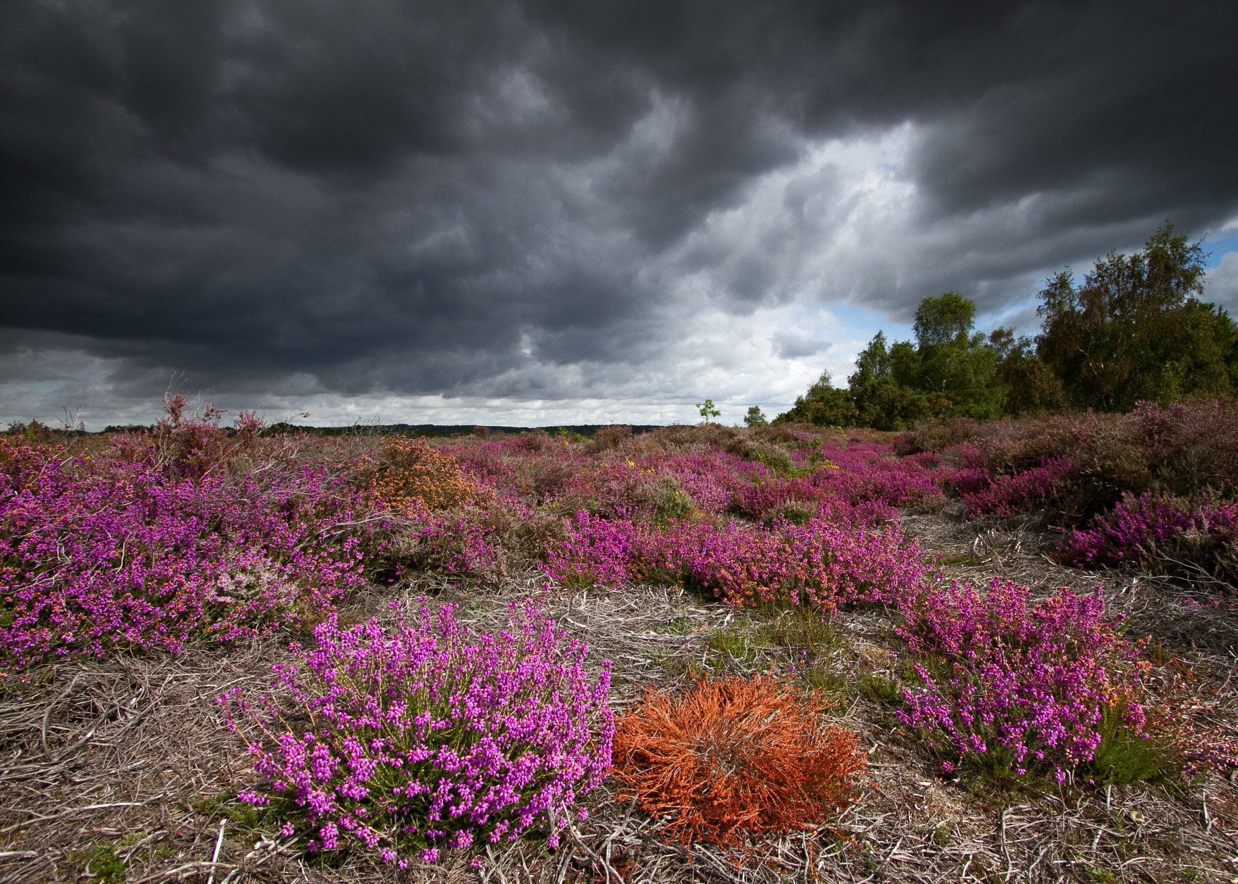 reserve Iping Common heather Nicki Kent