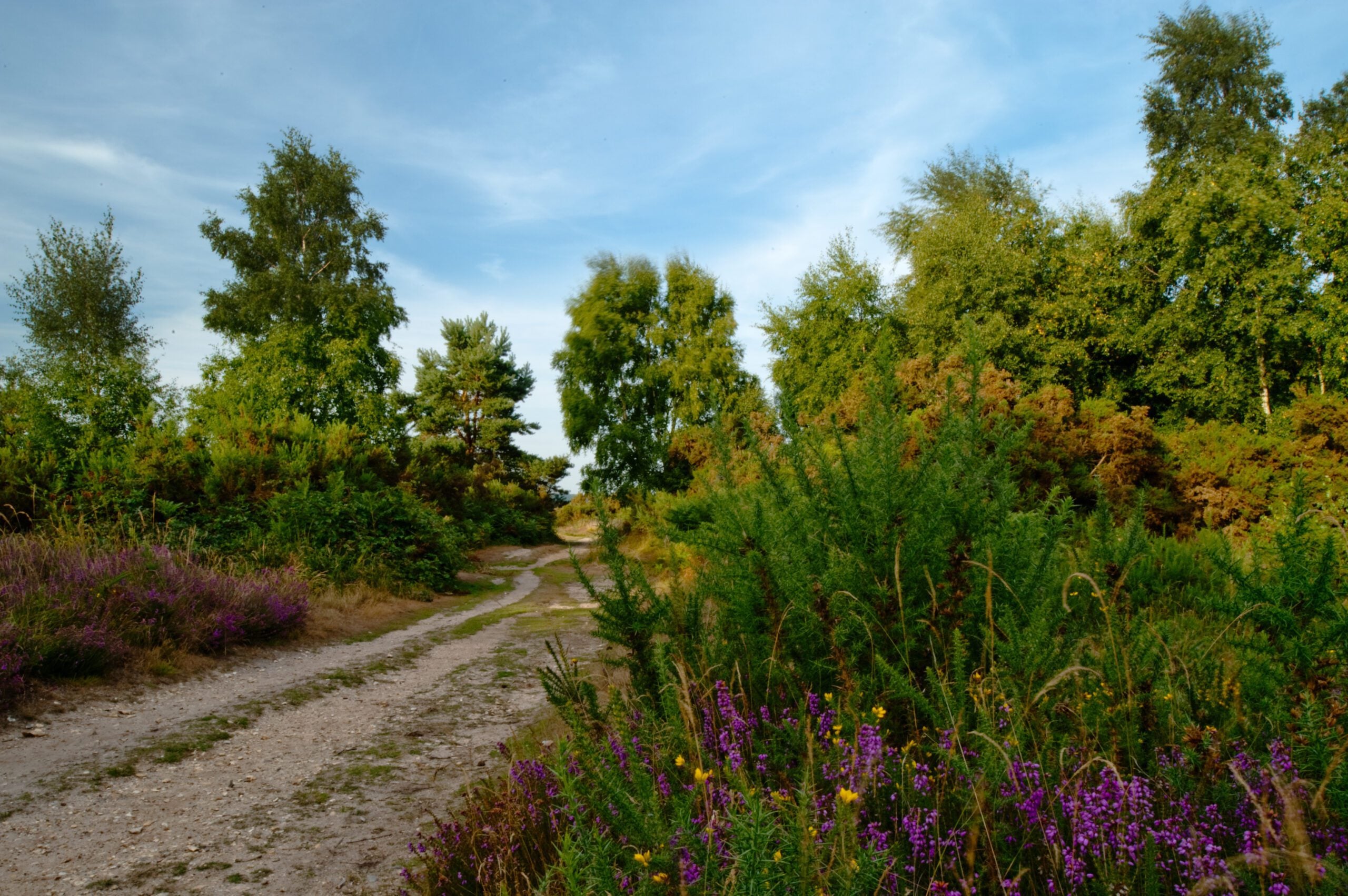 reserve Iping Common path Nigel Symington 1