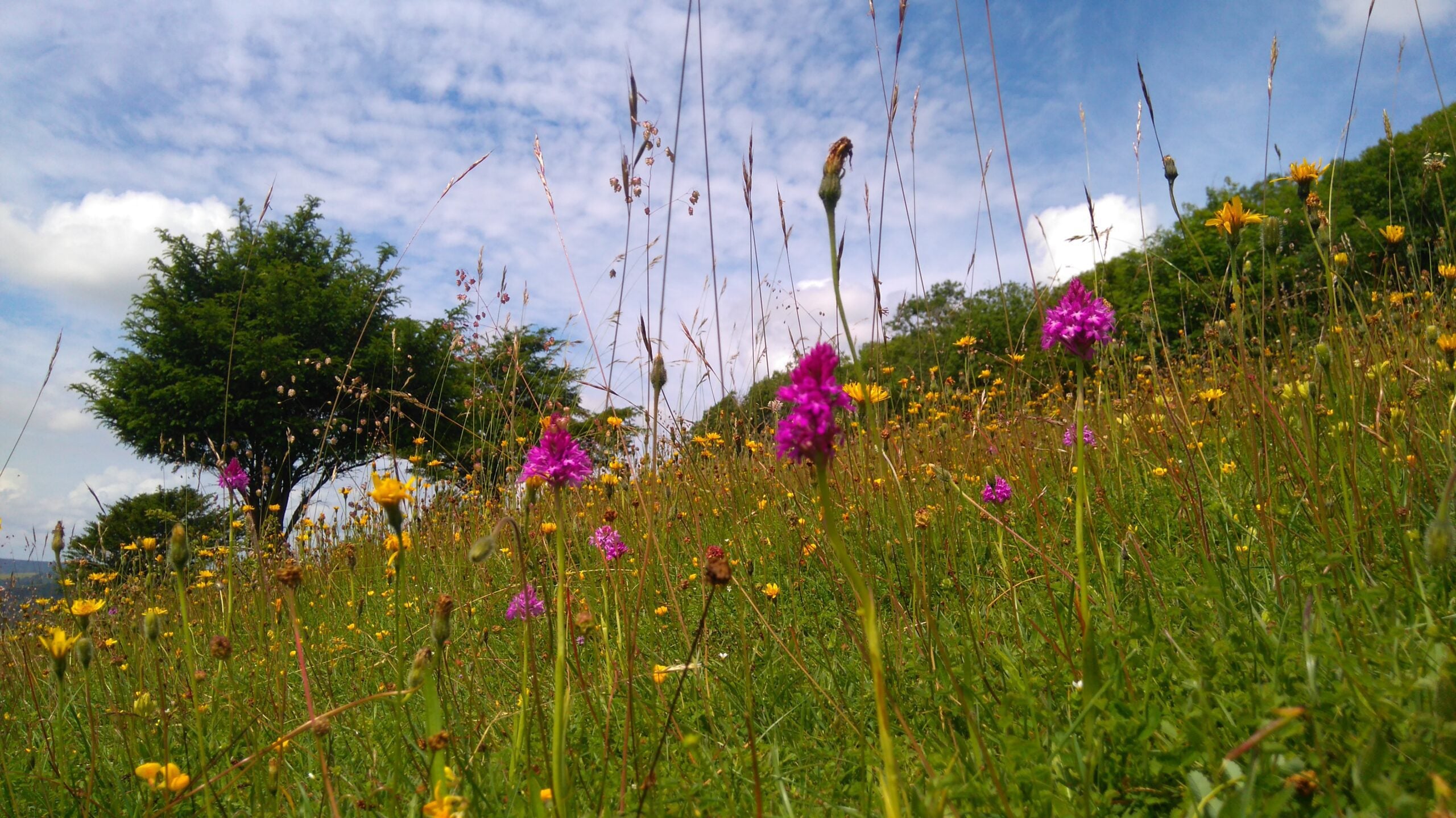 reserve Levin Down Pyramidal Orchids Mark Monk Terry