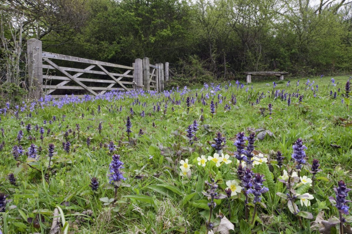 reserve Marline Valley Primroses Bluebells Nigel Symington