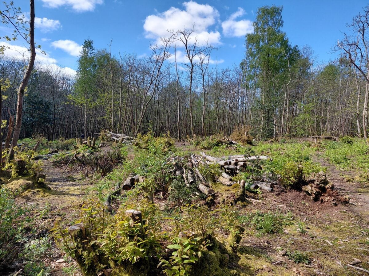 reserve Selwyns Wood clearing spring Emma Chaplin