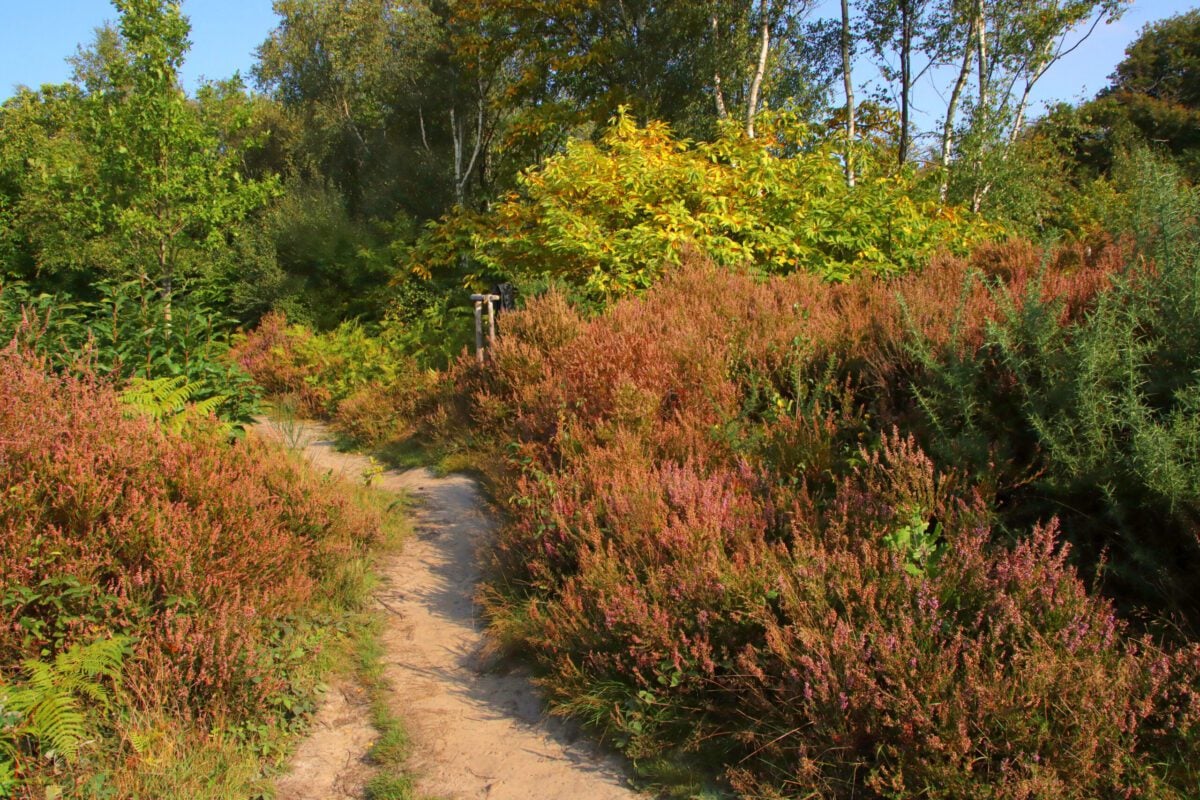 reserve Selwyns Wood heather John Lauper