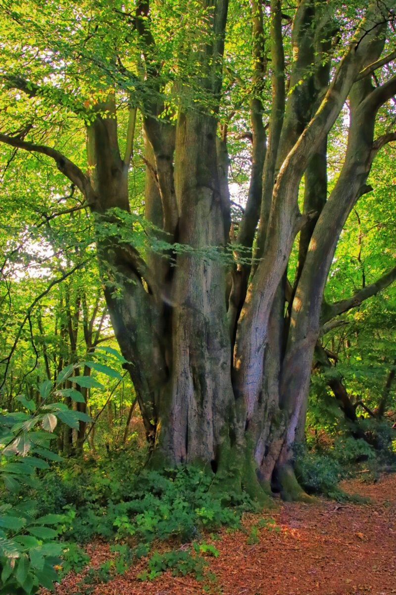 reserve Selwyns Wood woodland John Lauper