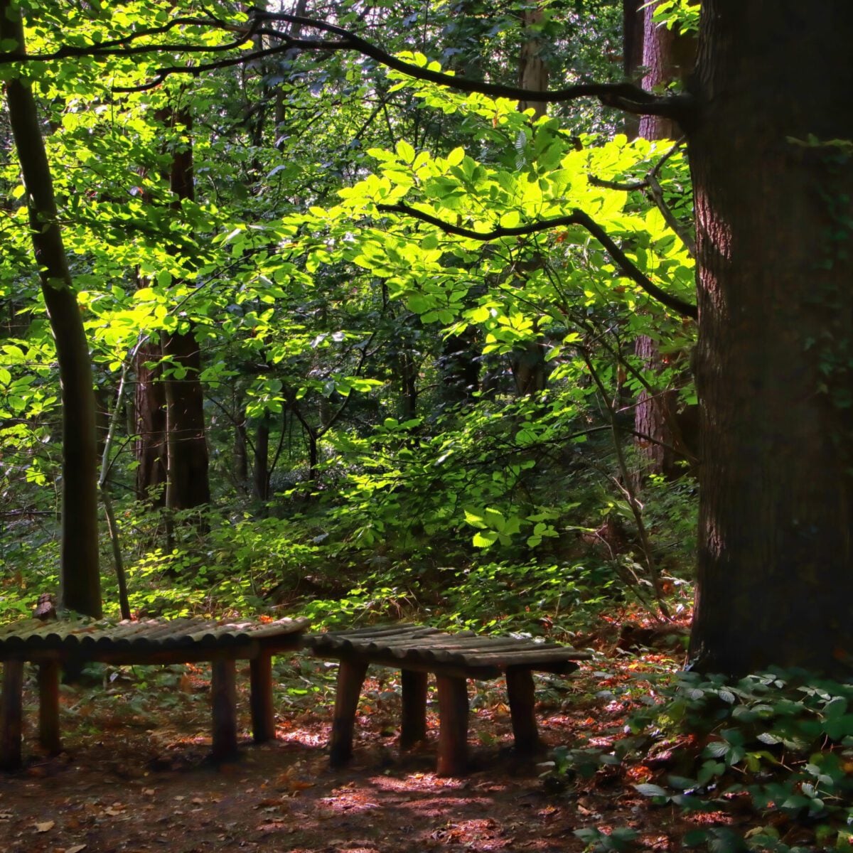 reserve Selwyns Wood woodland benches John Lauper