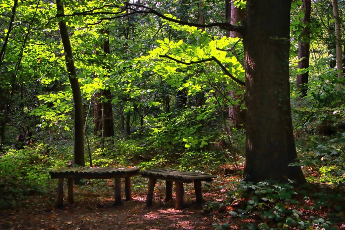 reserve Selwyns Wood woodland benches John Lauper