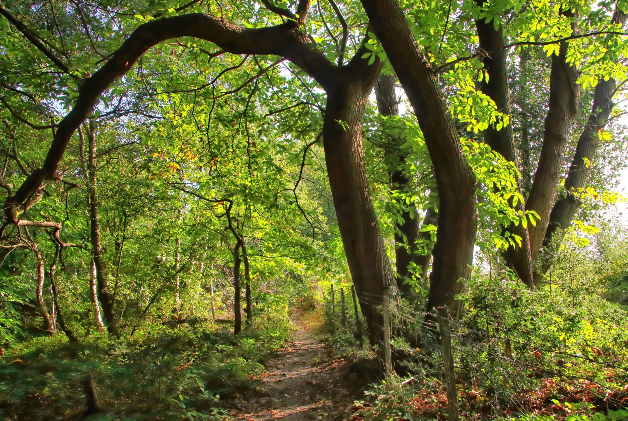 reserve Selwyns Wood woodland in leaf John Lauper