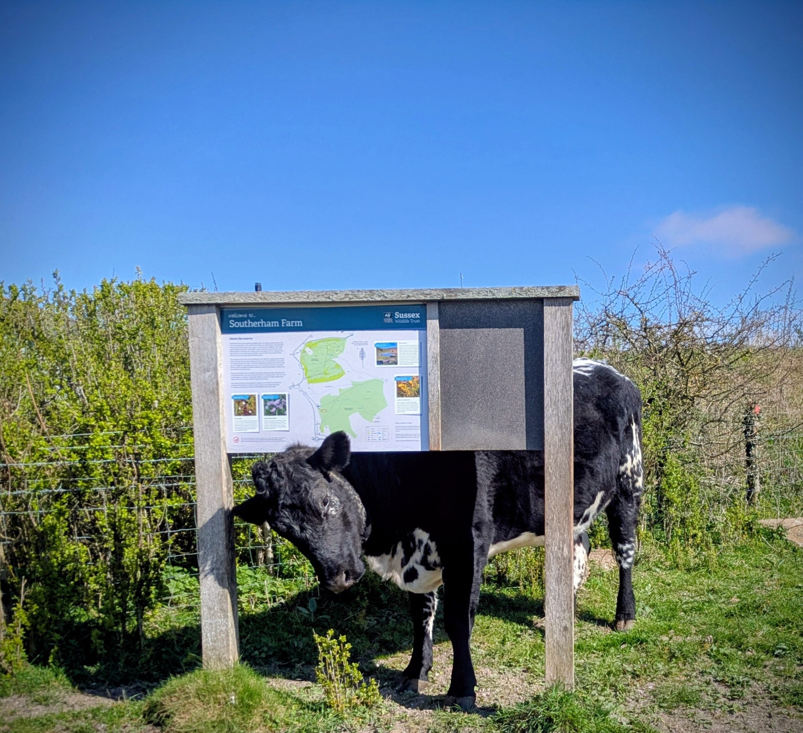 reserve Southerham Farm Cow sign Emma Chaplin