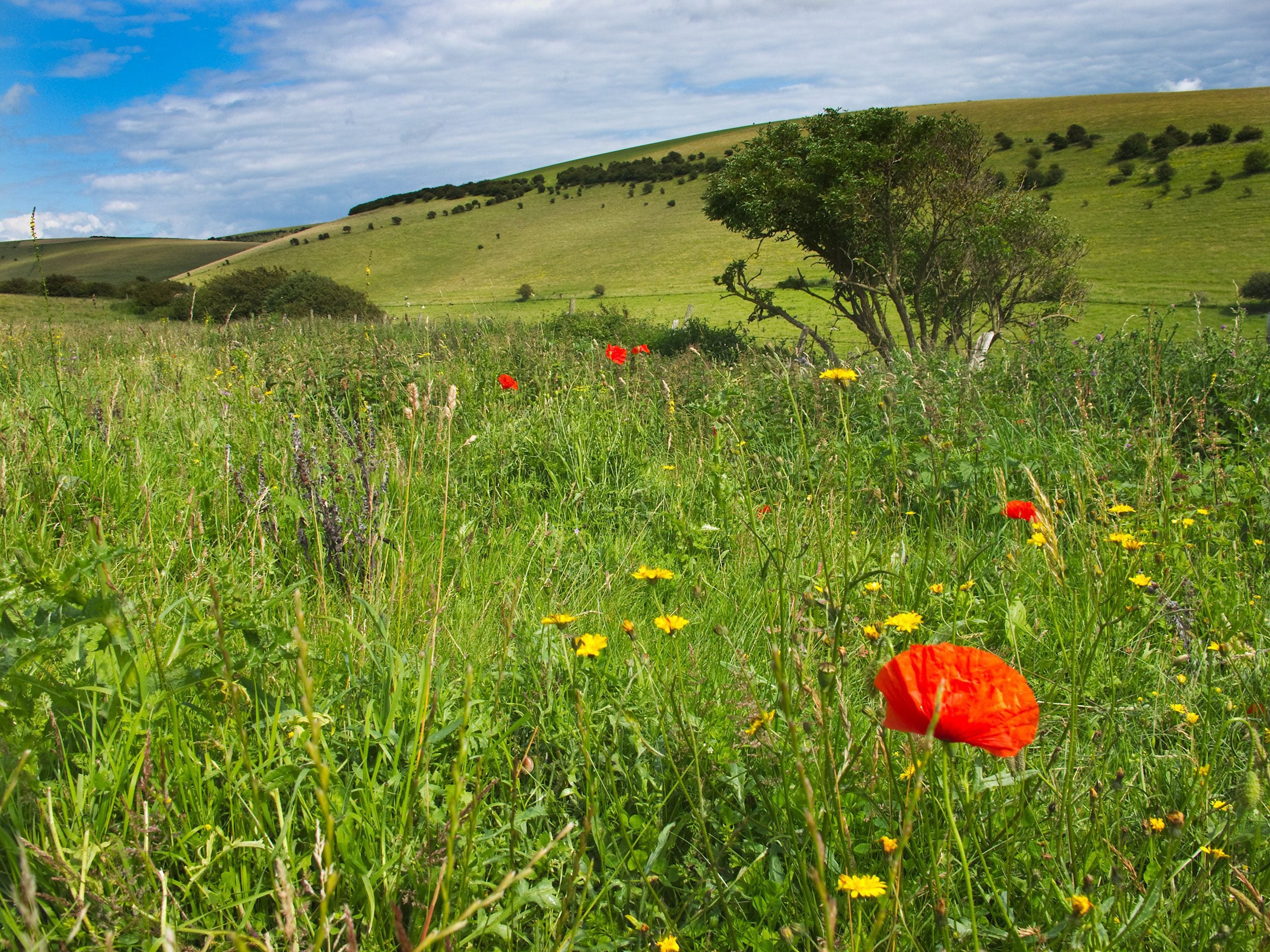reserve Southerham Farm summer Poppies Nigel Symington