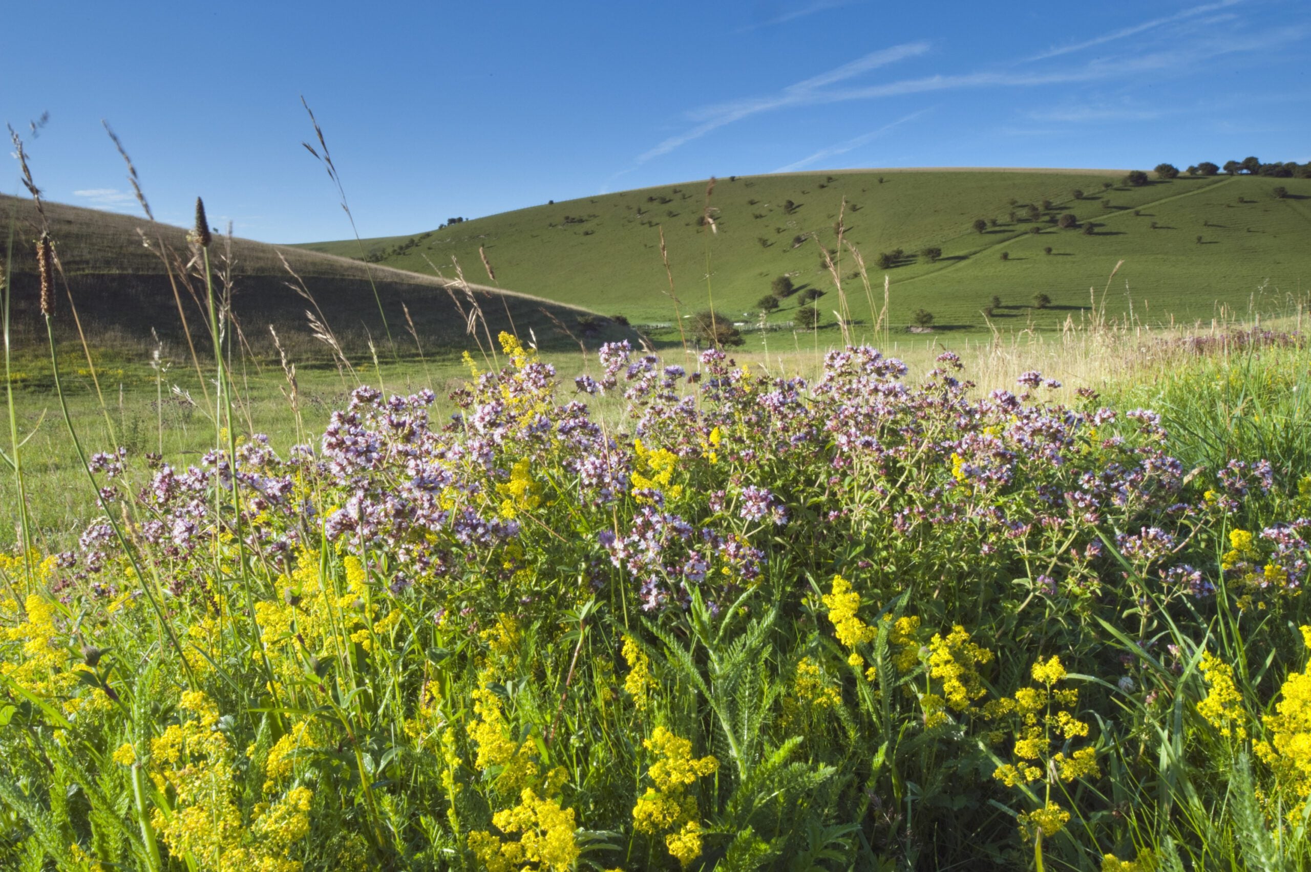 reserve Southerham Ladys Bedstraw Nigel Symington