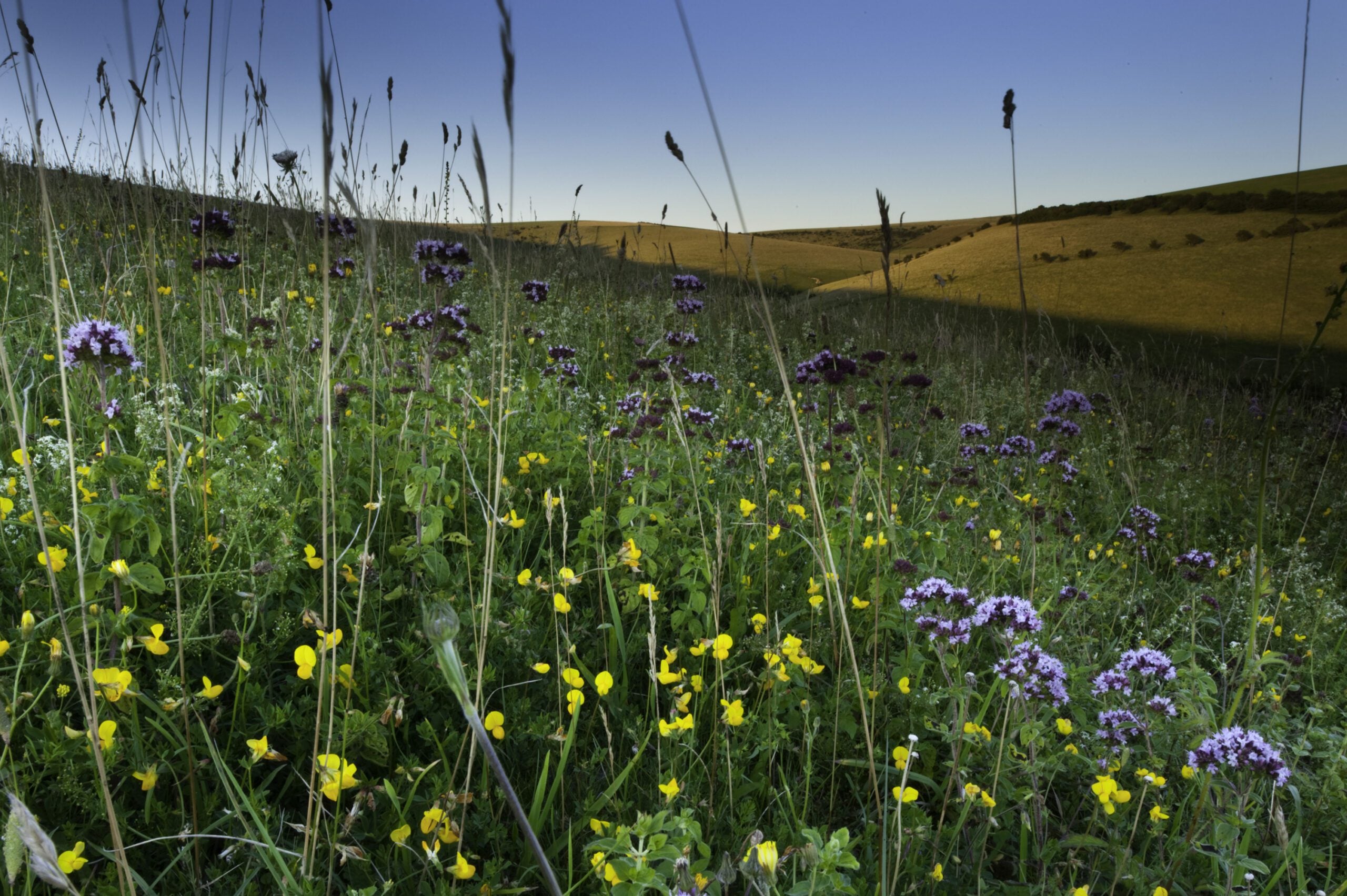 reserve Southerham chalk flowers Birds foot Trefoil Nigel Symington