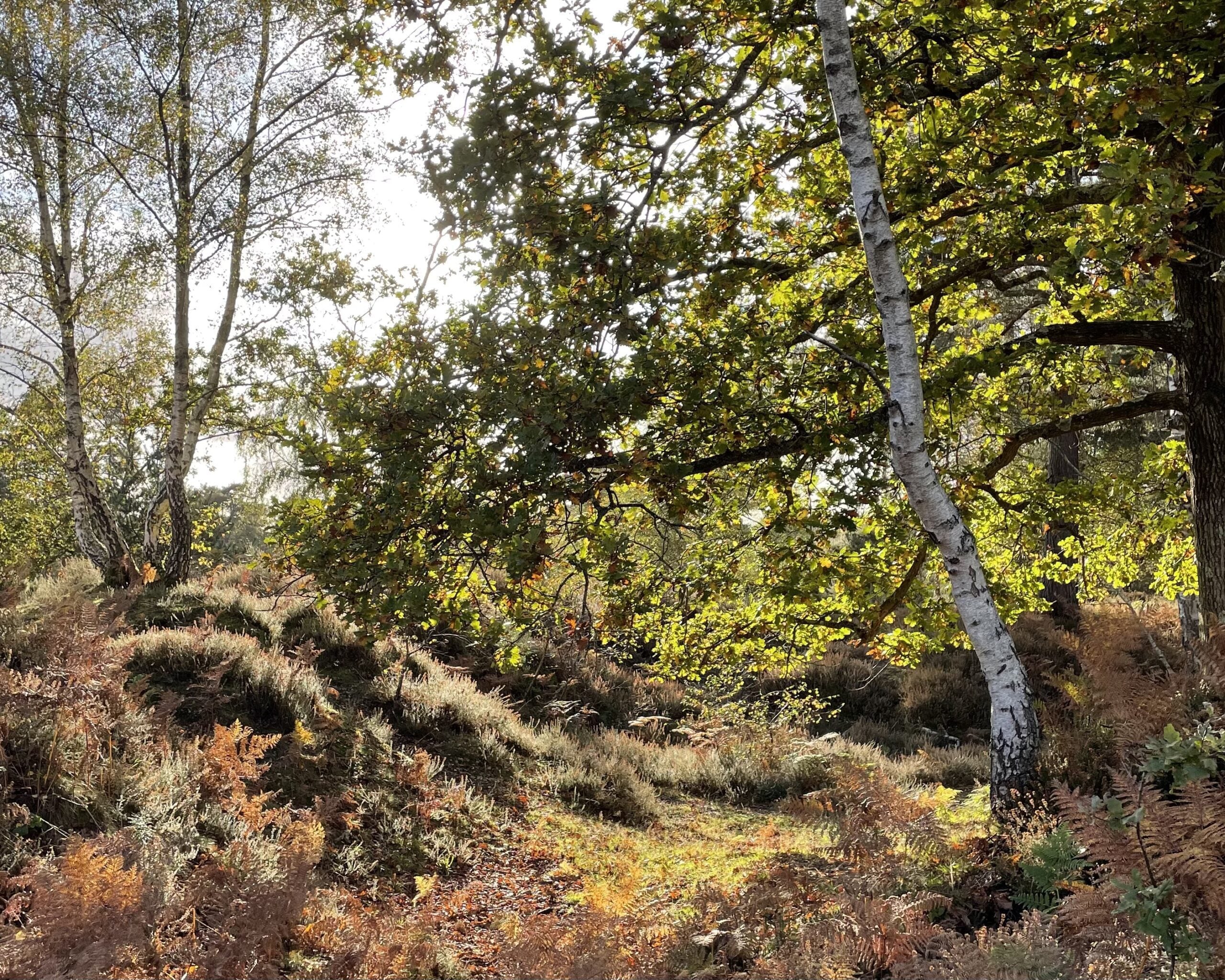 reserve Stedham Common autumn Sarah Louise Chidzey