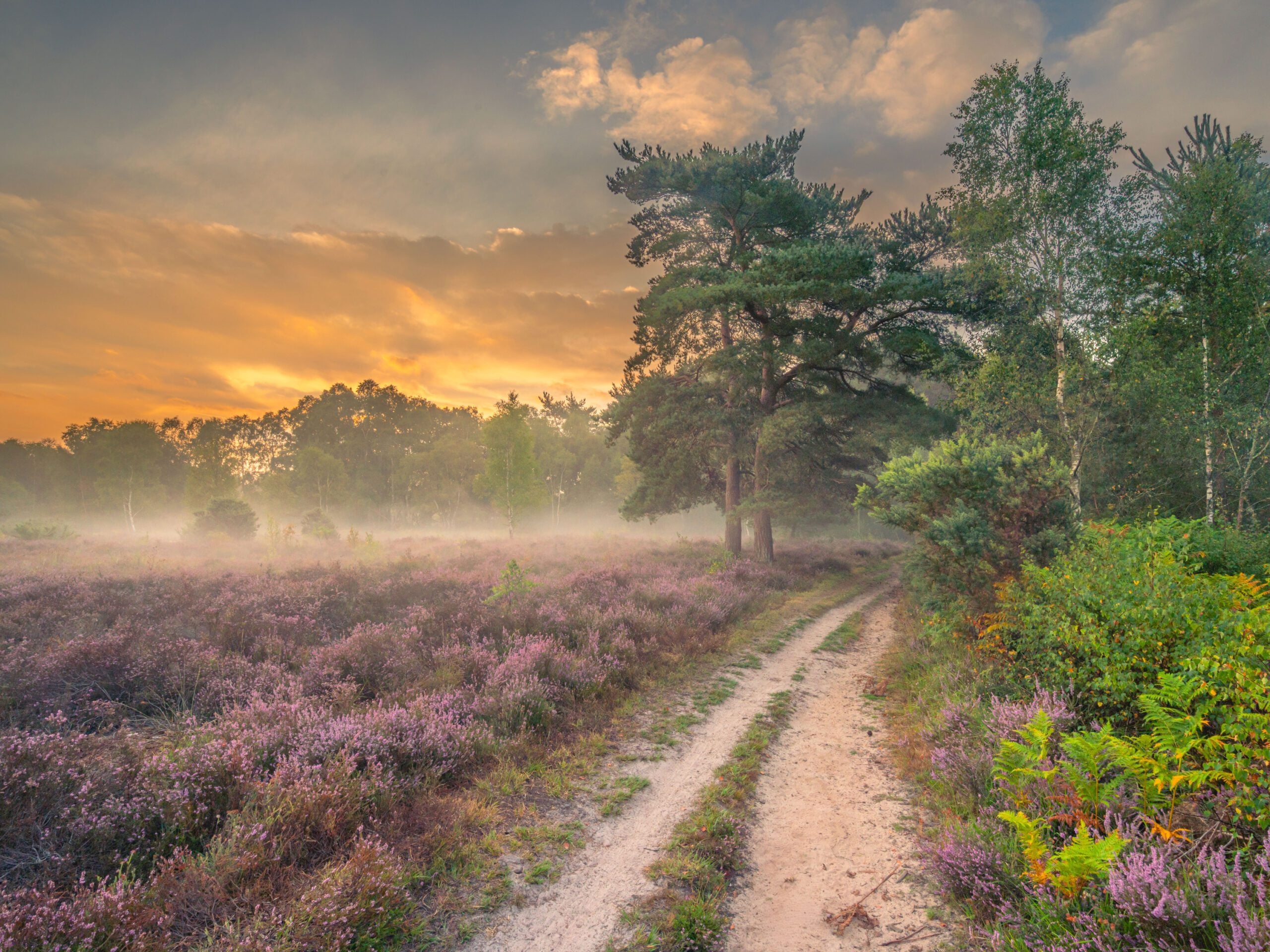 reserve Stedham sunrise lloyd lane