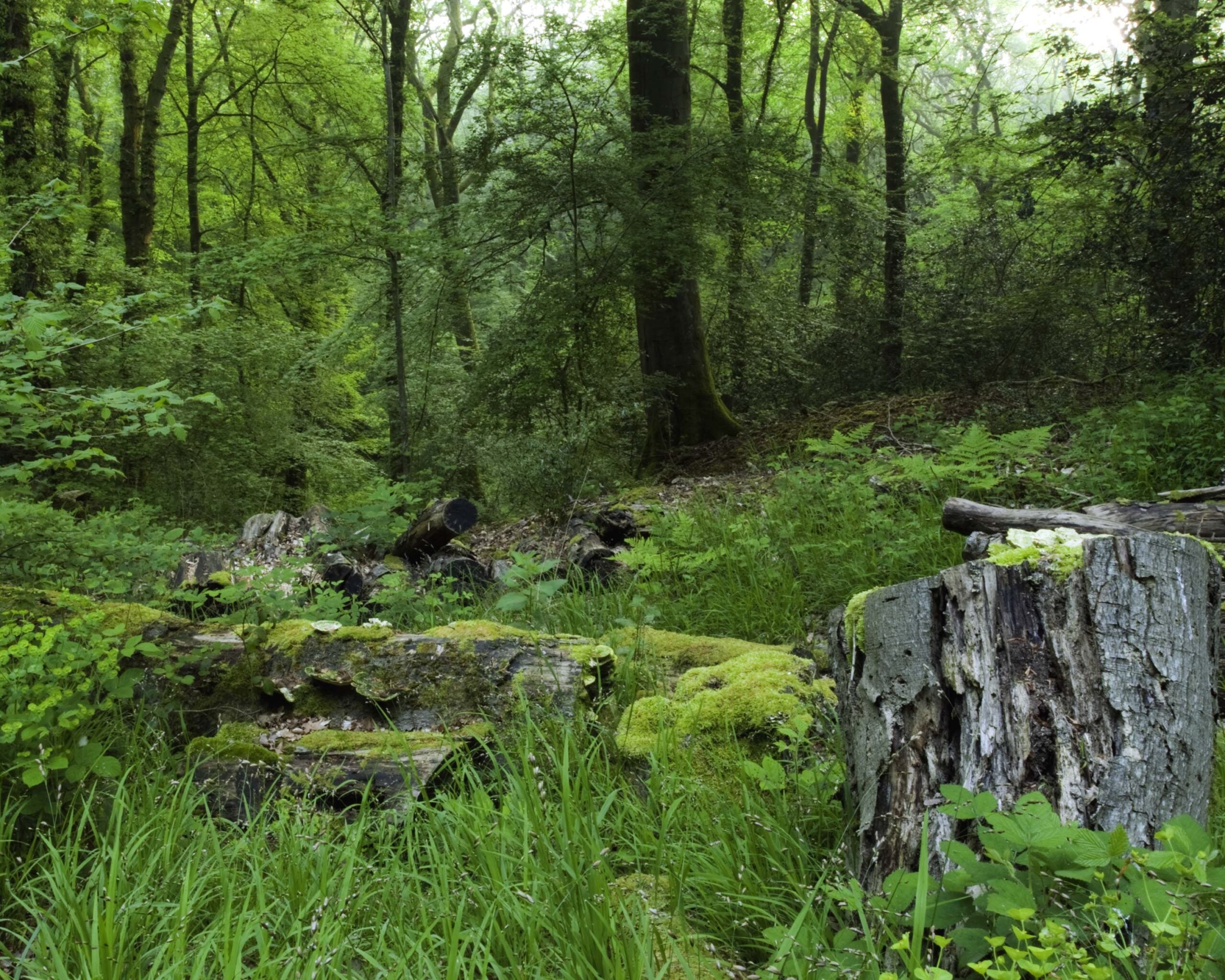 reserve The Mens ancient woodland Nigel Symington