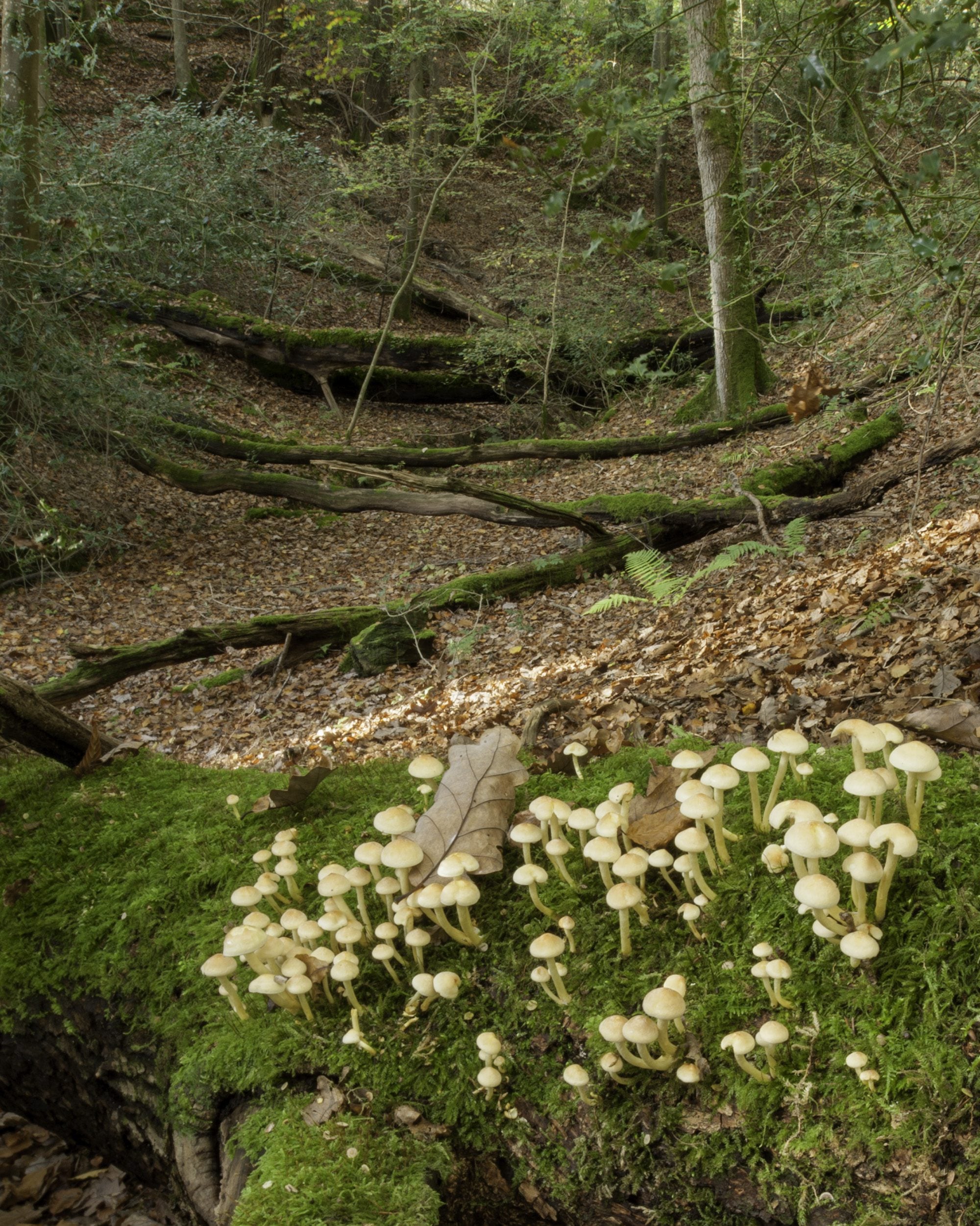 reserve The Mens fungus Nigel Symington
