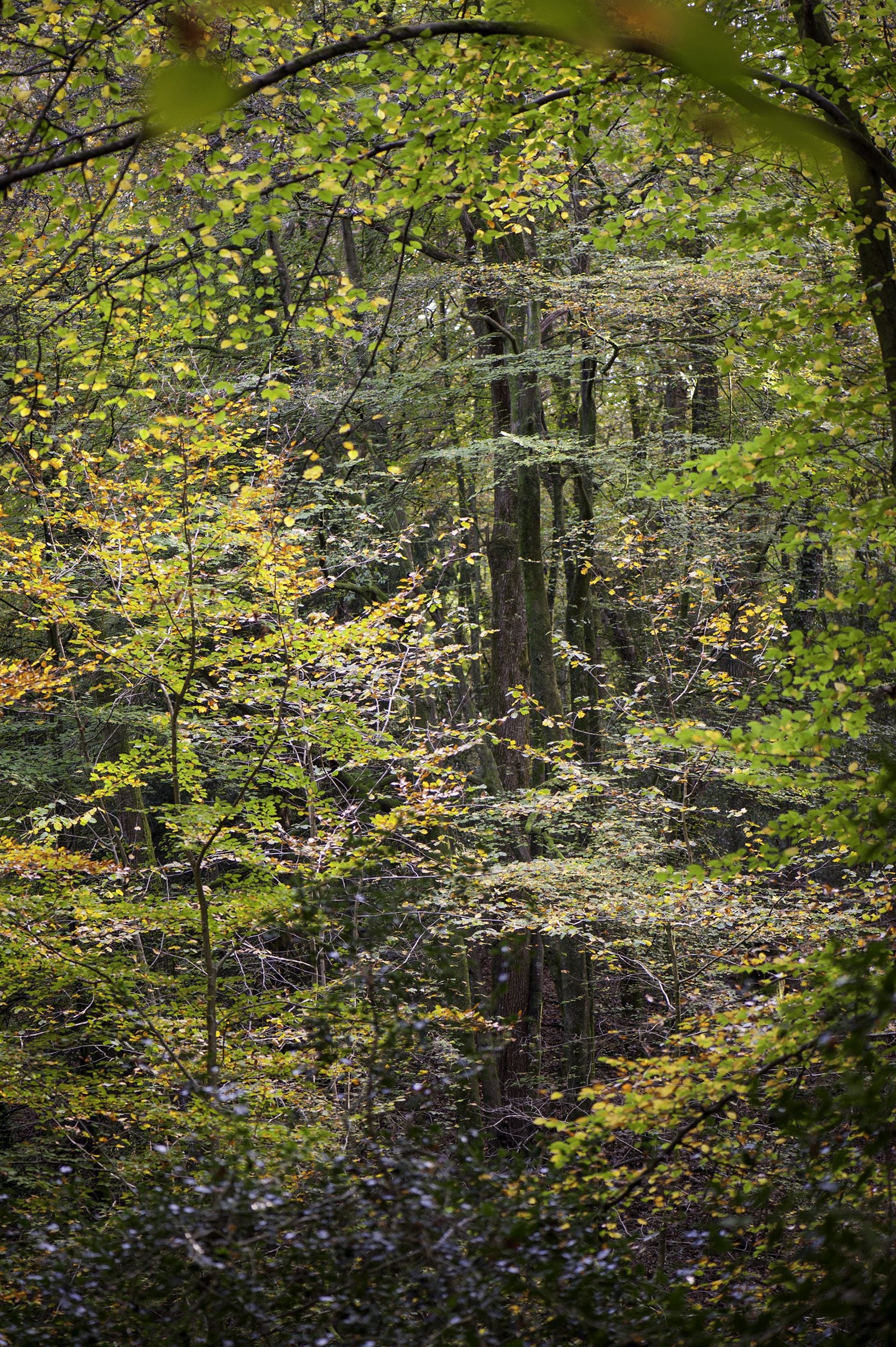 reserve The Mens woodland Nigel Symington