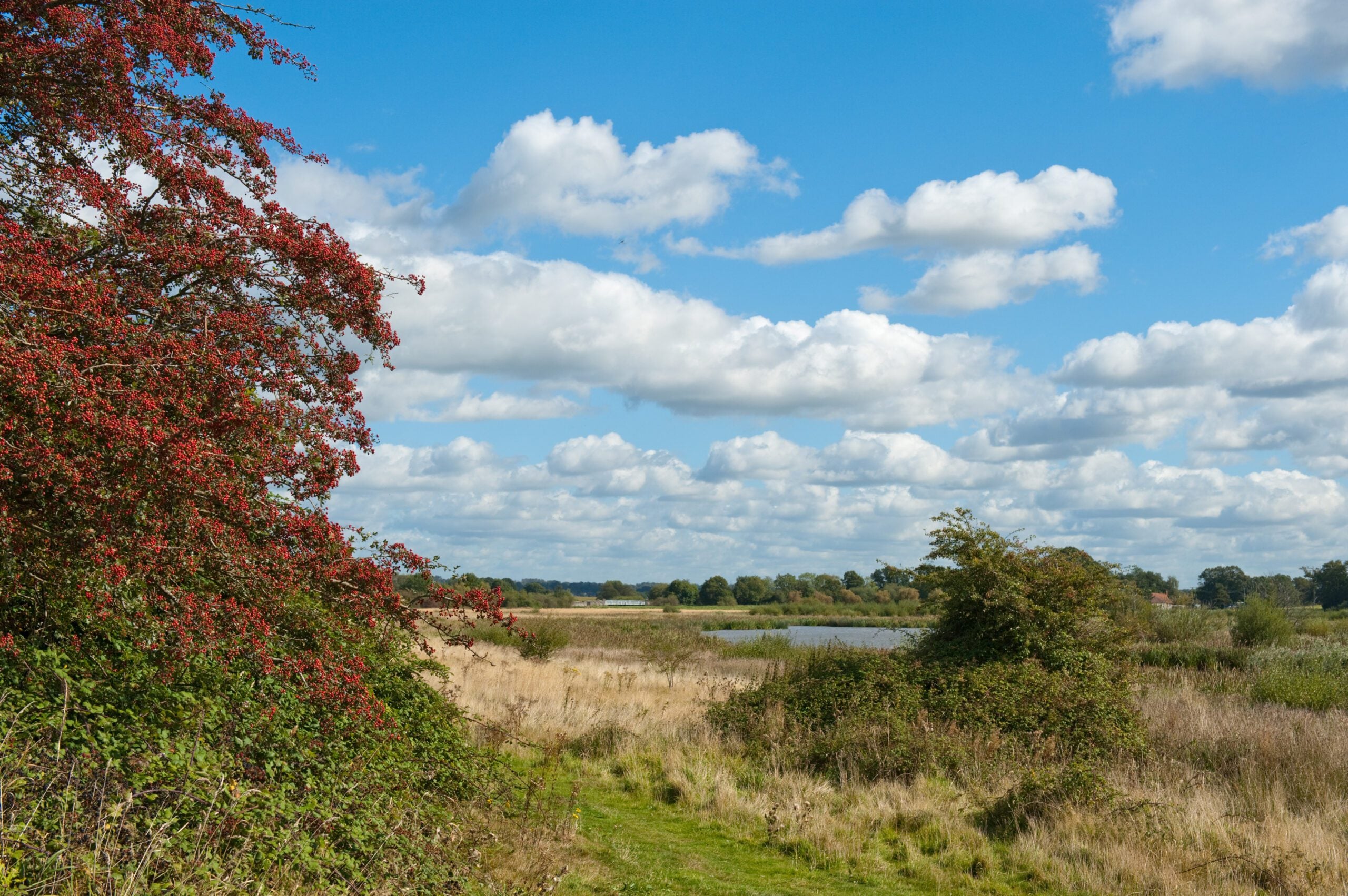 reserve Waltham Brooks berries Nigel Symington