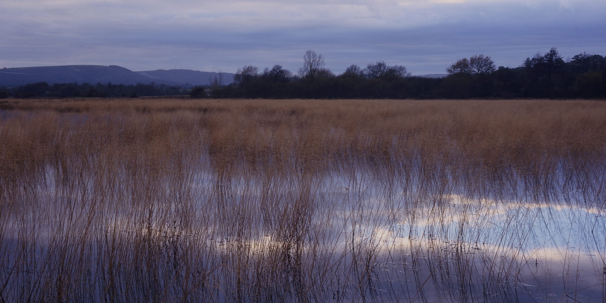 reserve Waltham Brooks wetland Neil Fletcher