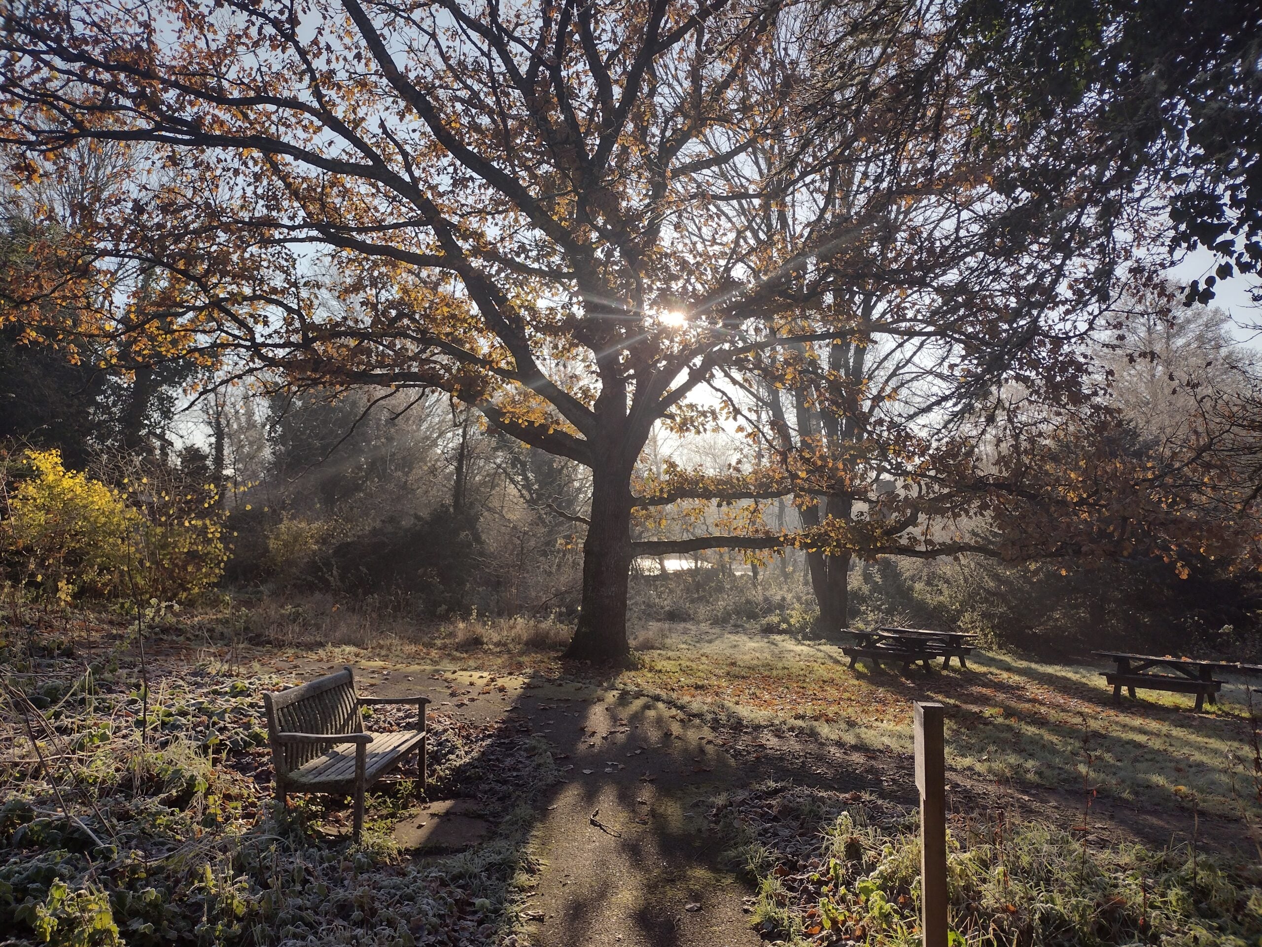 reserve Woods Mill frost winter Emma Chaplin