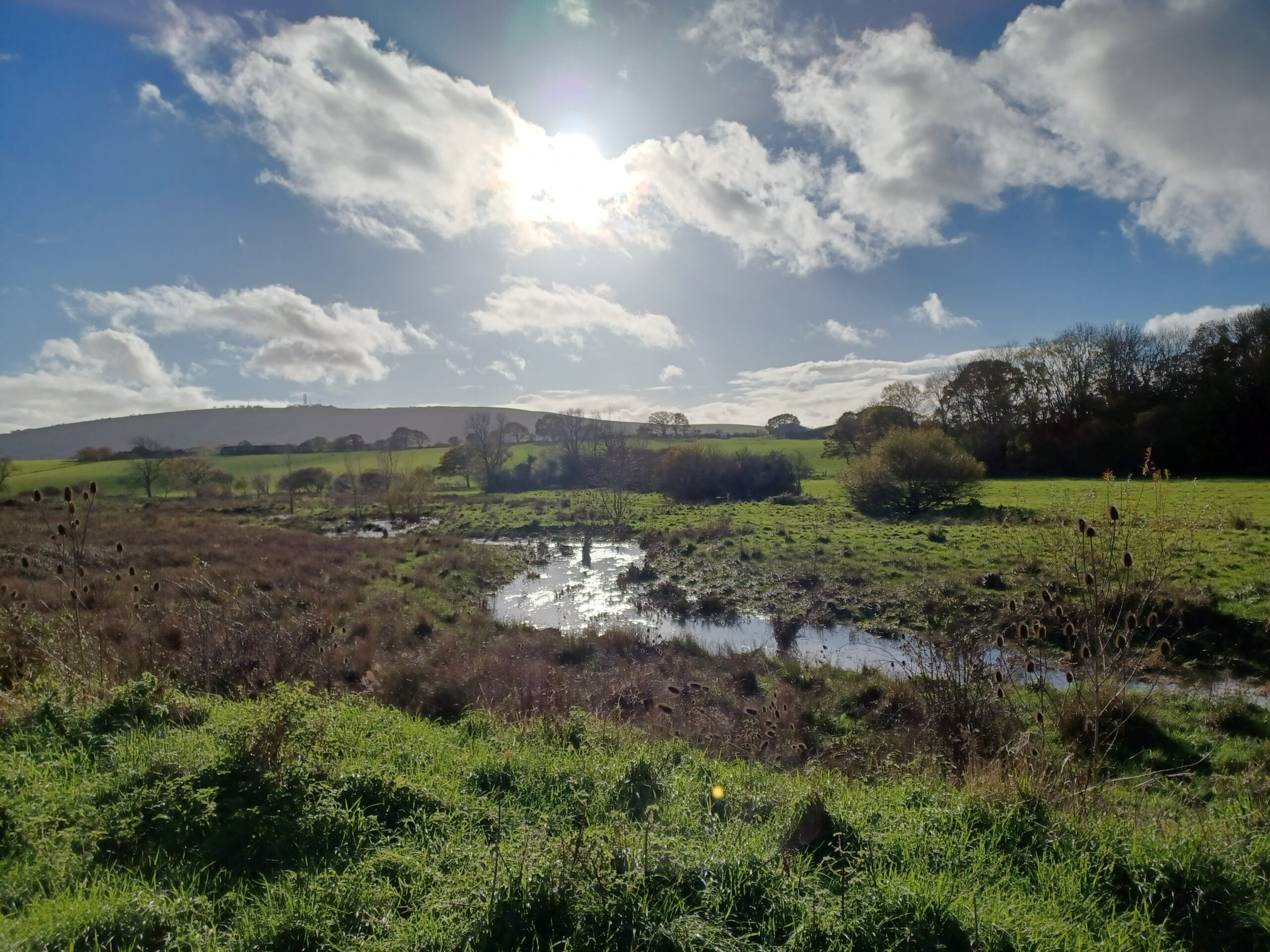reserve Woods Mill wetlands river Emma Chaplin