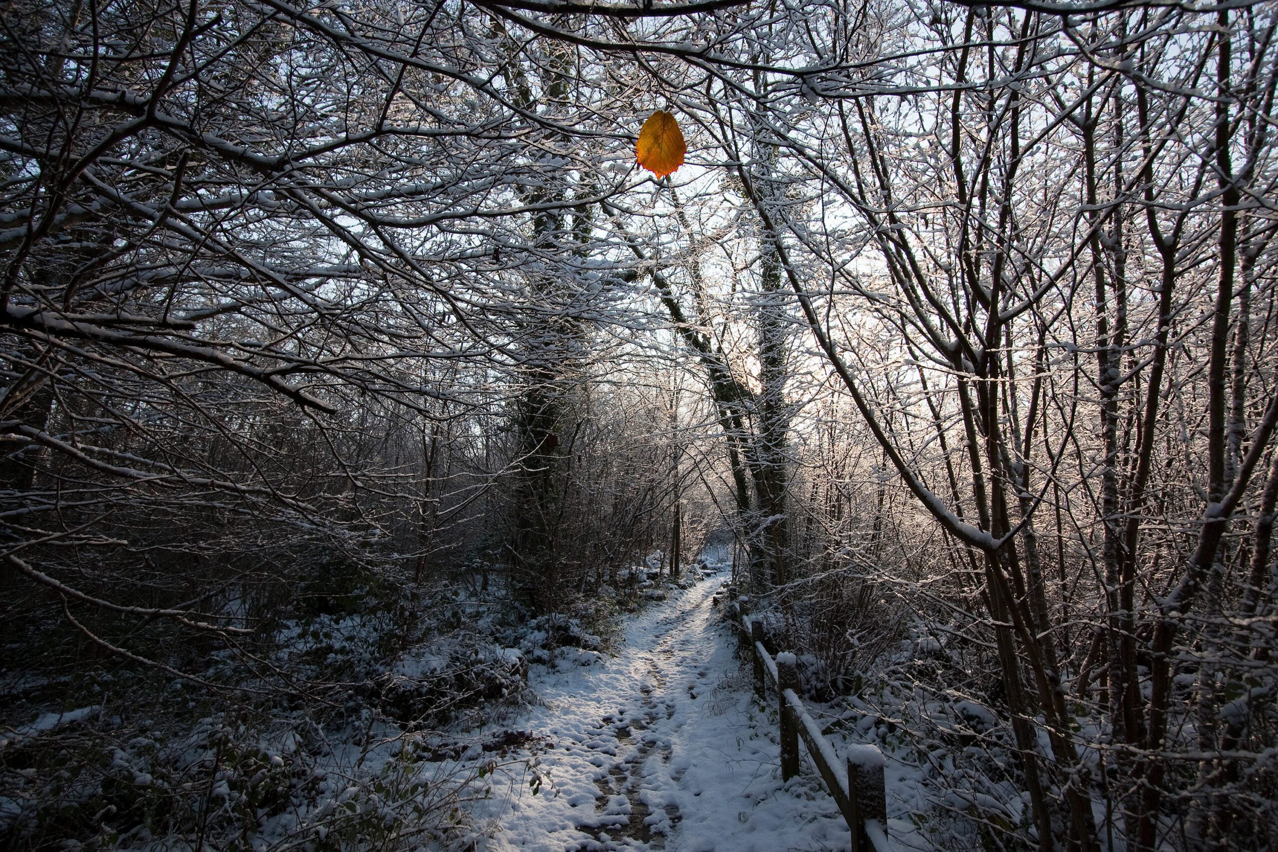reserve Woods Mill winter woodlands Nick Ball