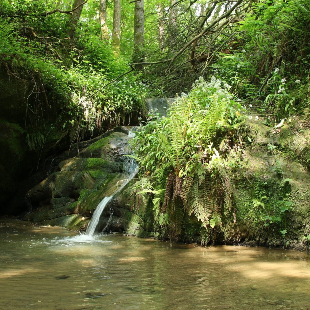 reserve marline valley ghyll stream