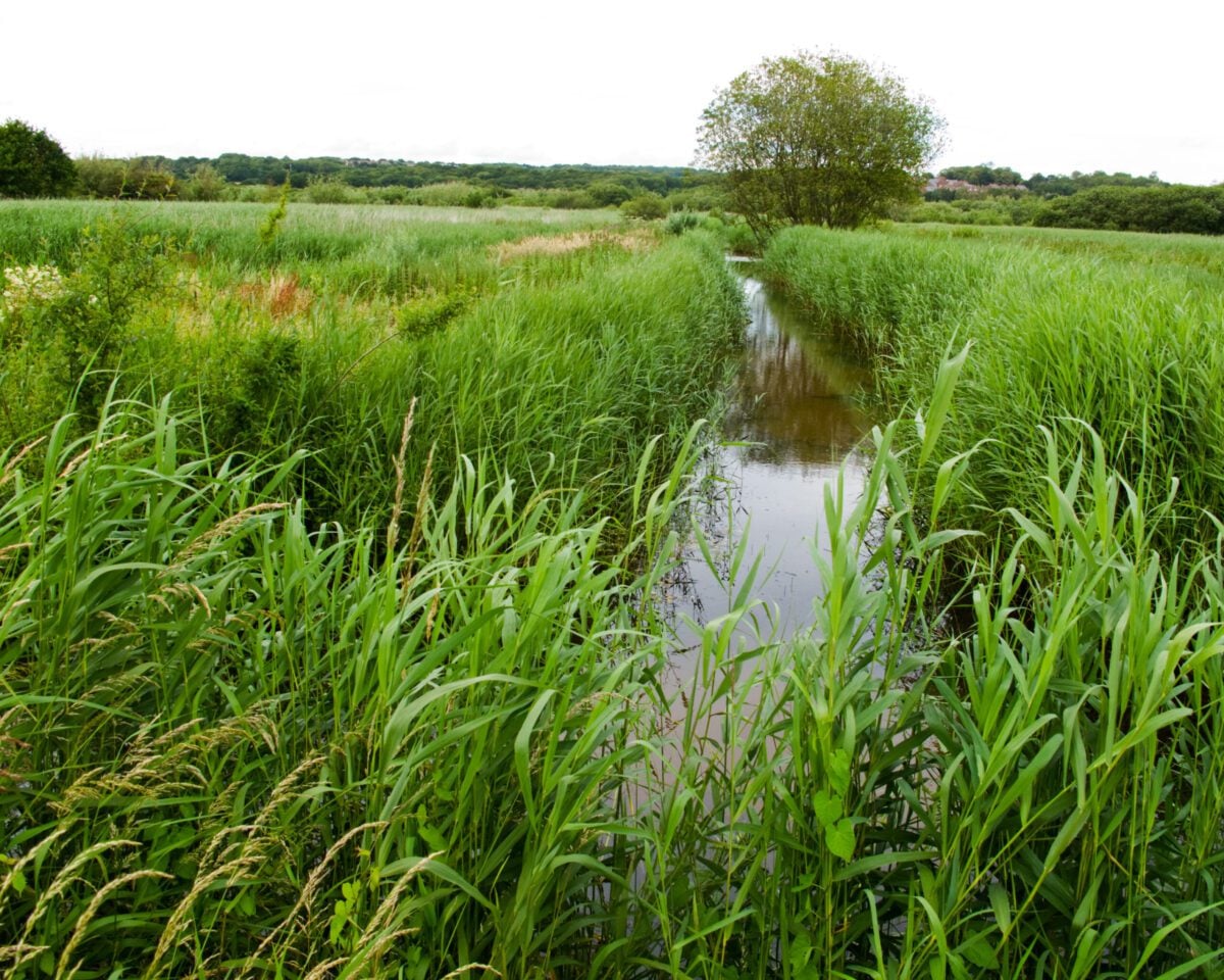 reserves Filsham Reedbed Nigel Symington
