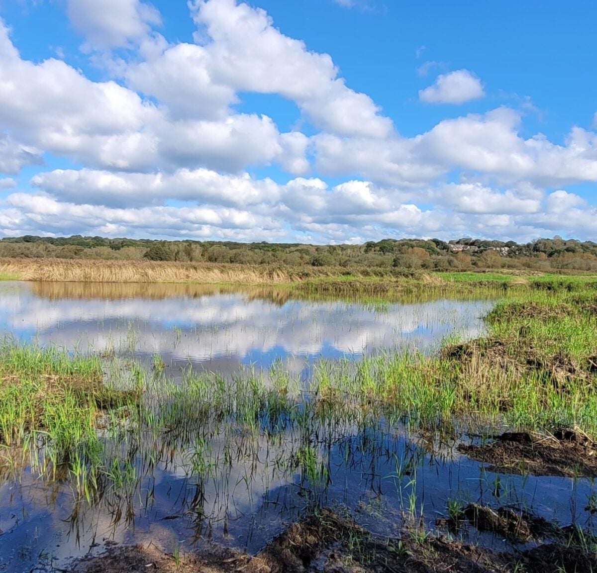 reserves filsham reedbed clouds reflected in water surrounding reeds Alex Worsley