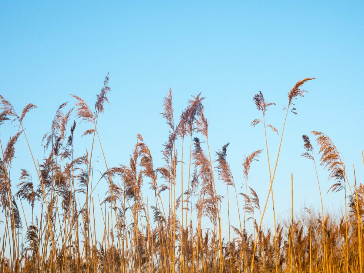 reserves filsham reedbed reeds against blue sky Nigel Symington