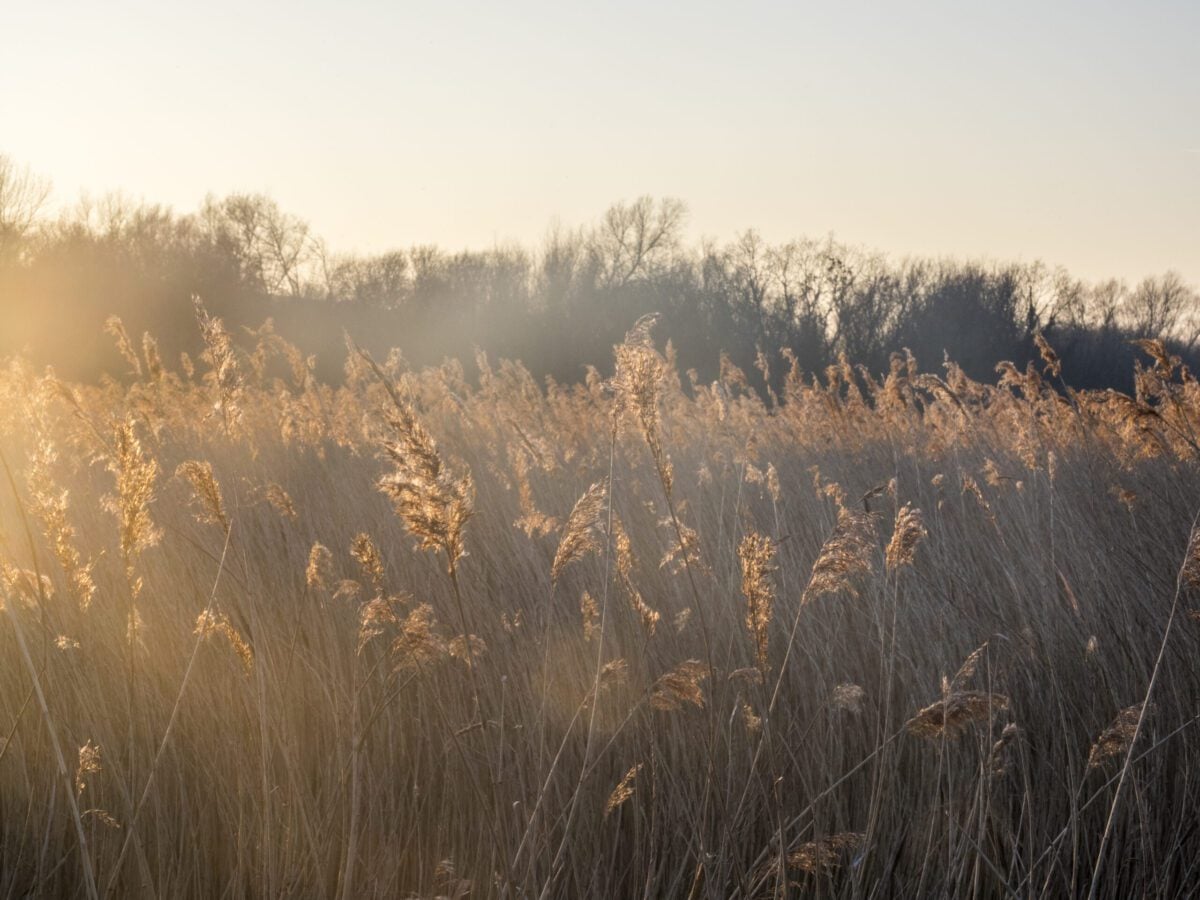 reserves filsham reedbed sunlight in reed seed heads Nigel Symington