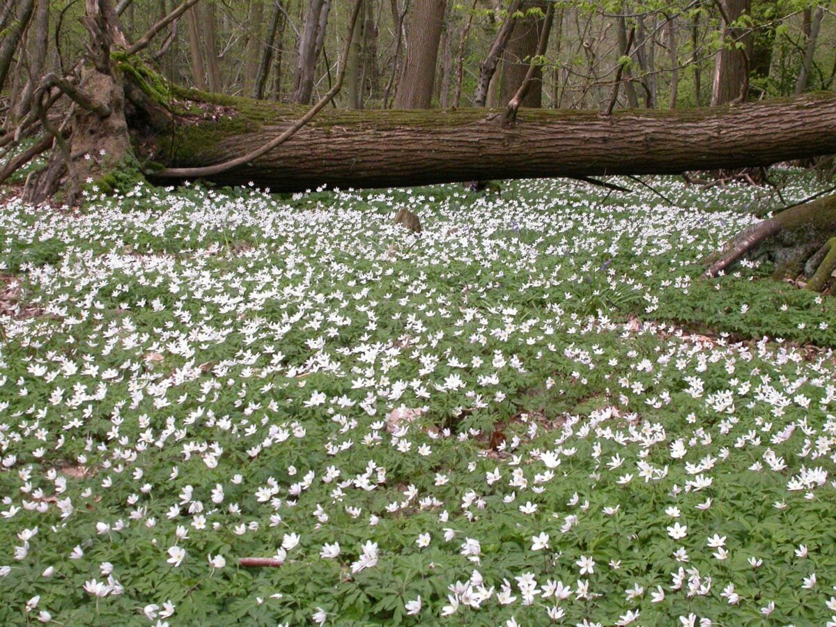 reserves marline valley Wood Anemone Graeme Lyons