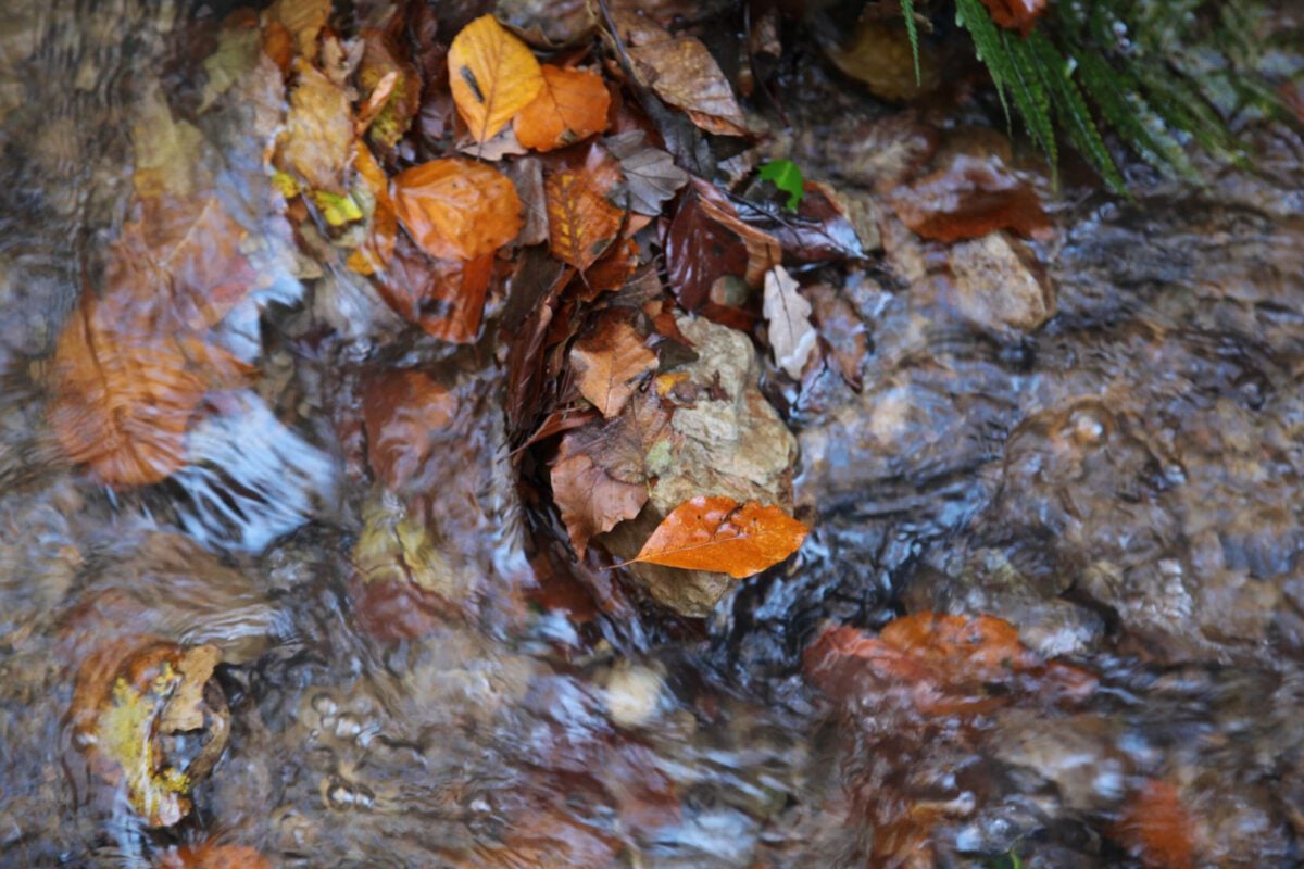 reserves marline valley autumn leaves in stream Alex Rowson