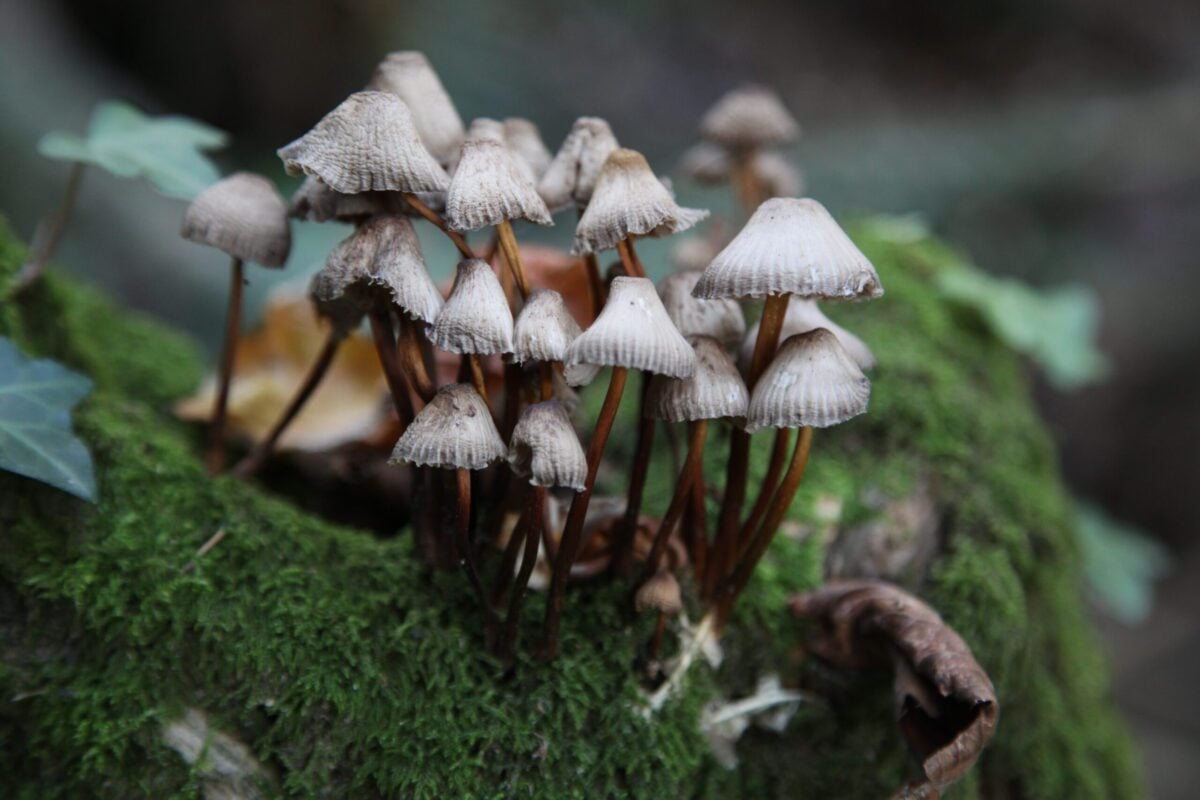 reserves marline valley moss fungi Alex Rowson