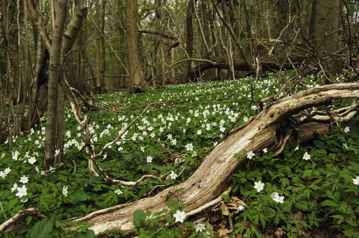 reserves marline valley wood anemone deadwood Nigel Symington