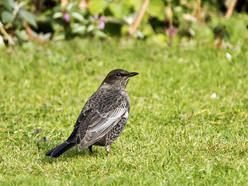 ring ouzel