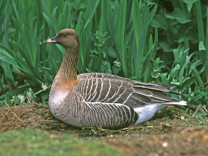 Bean Goose © Roger Wilmshurst Bean Goose © Roger Wilmshurst