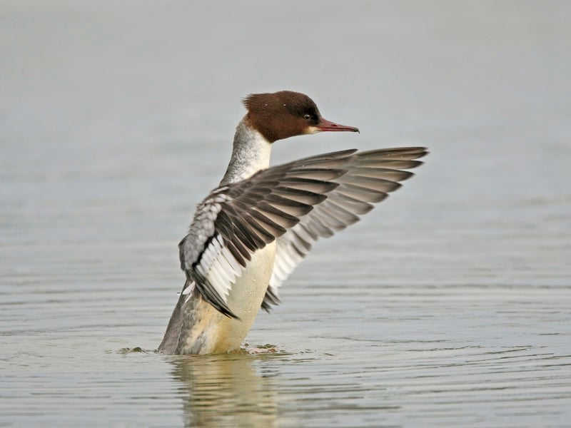 Goosander © Roger Wilmshurst Goosander © Roger Wilmshurst