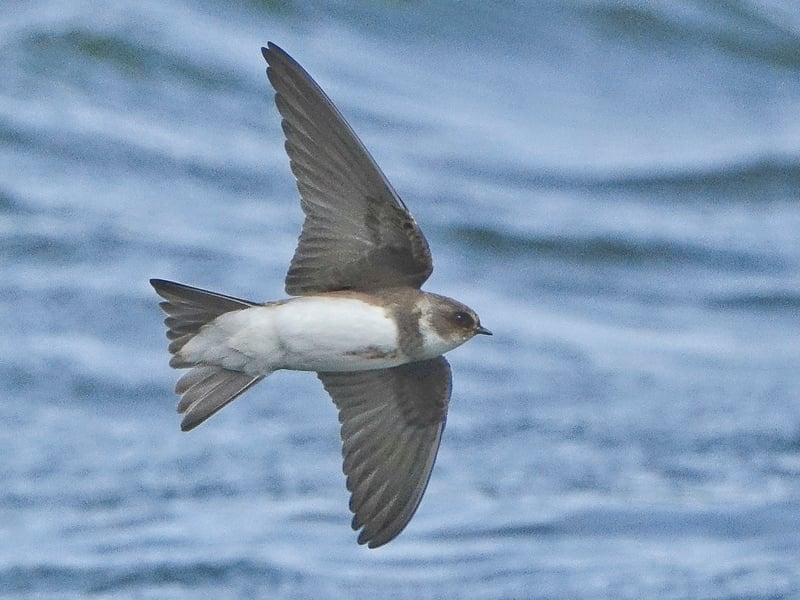 sand martin w800h600