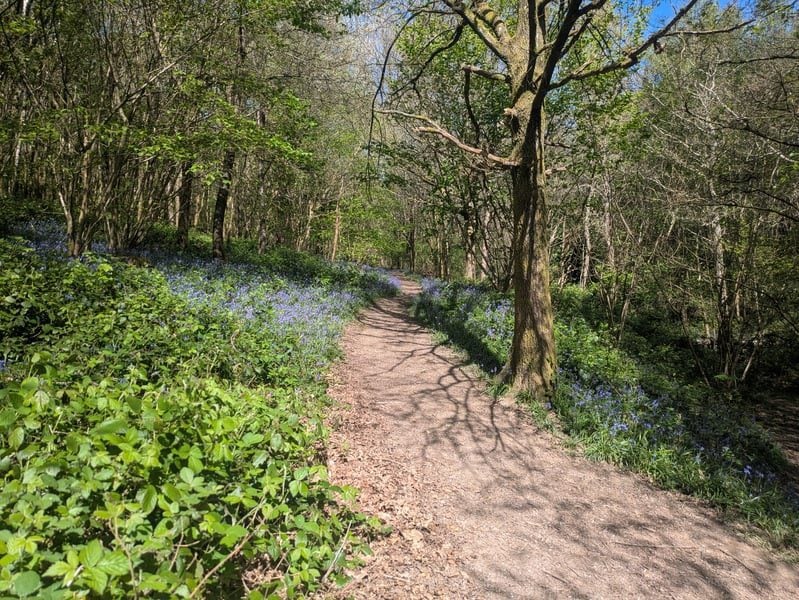 selwyns wood april 2026 emma chaplin 2 1