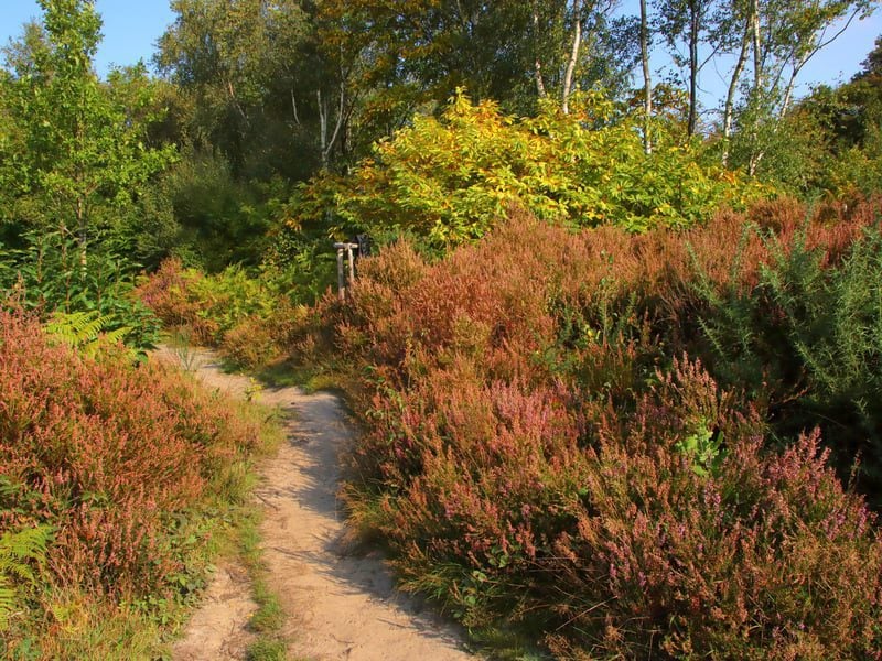 selwyns wood heather john lauper 1
