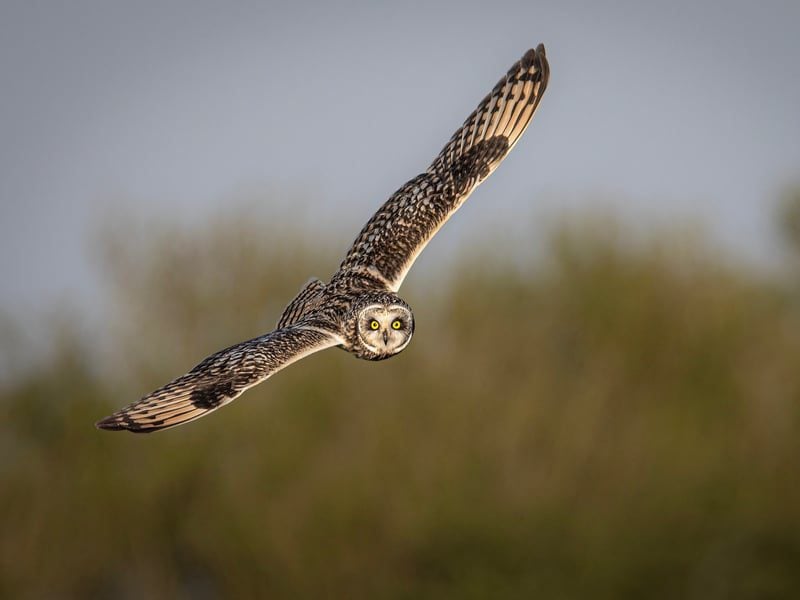 short eared owl on a farmland in bognor regis 2