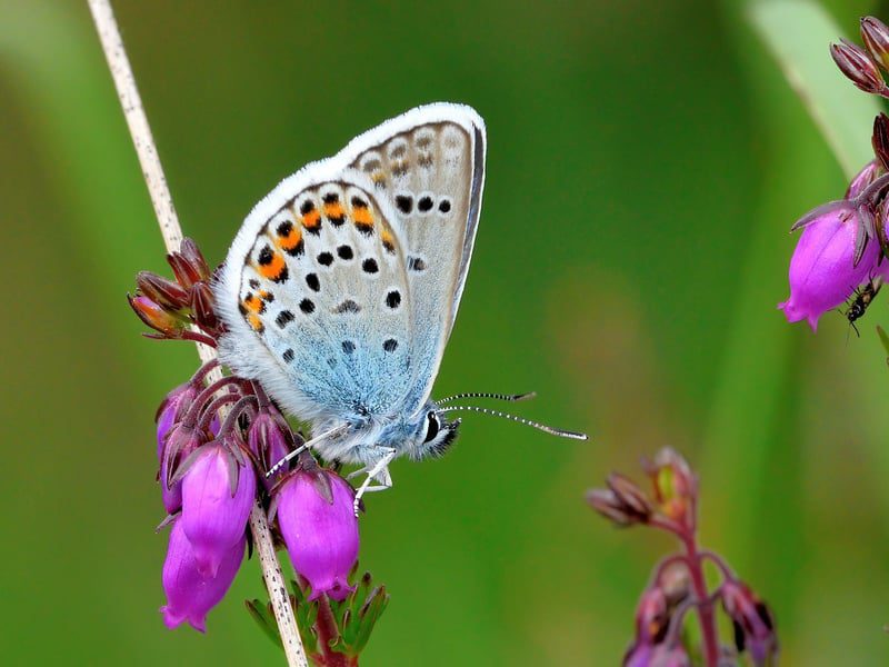 silver studded blues 19 june 2018 175 w800h600