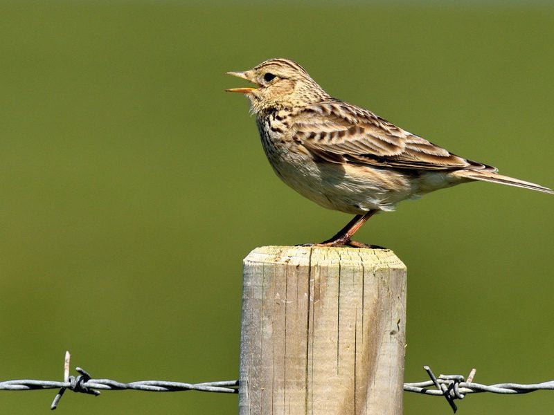 skylark tom lee