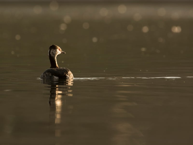 Slavonian Grebe © Peter Brooks Slavonian Grebe © Peter Brooks