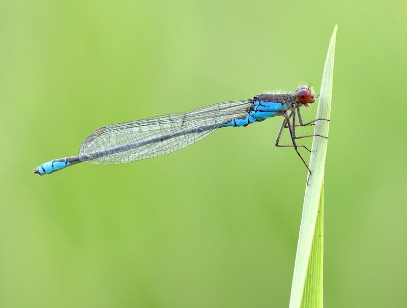 Small Red-eyed Damselfly © Bob Eade Small Red-eyed Damselfly © Bob Eade