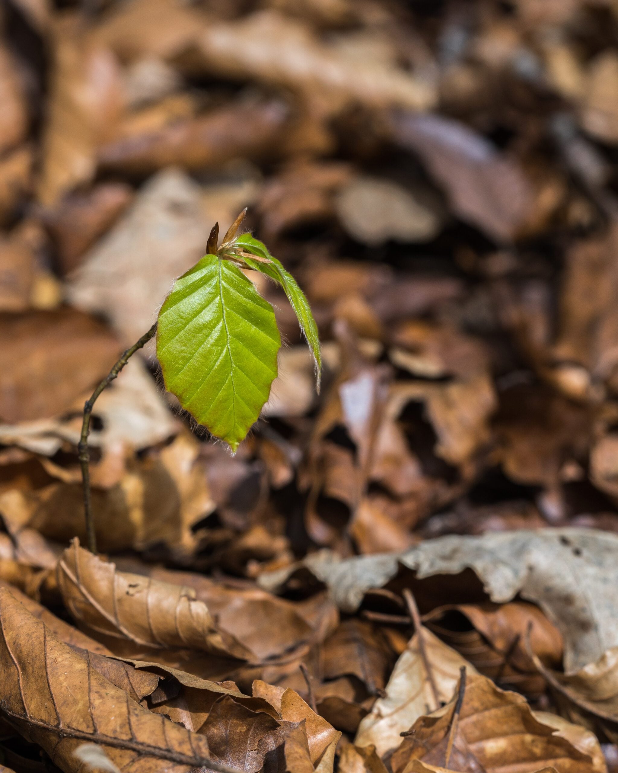 species Beech sapling Nigel Symington