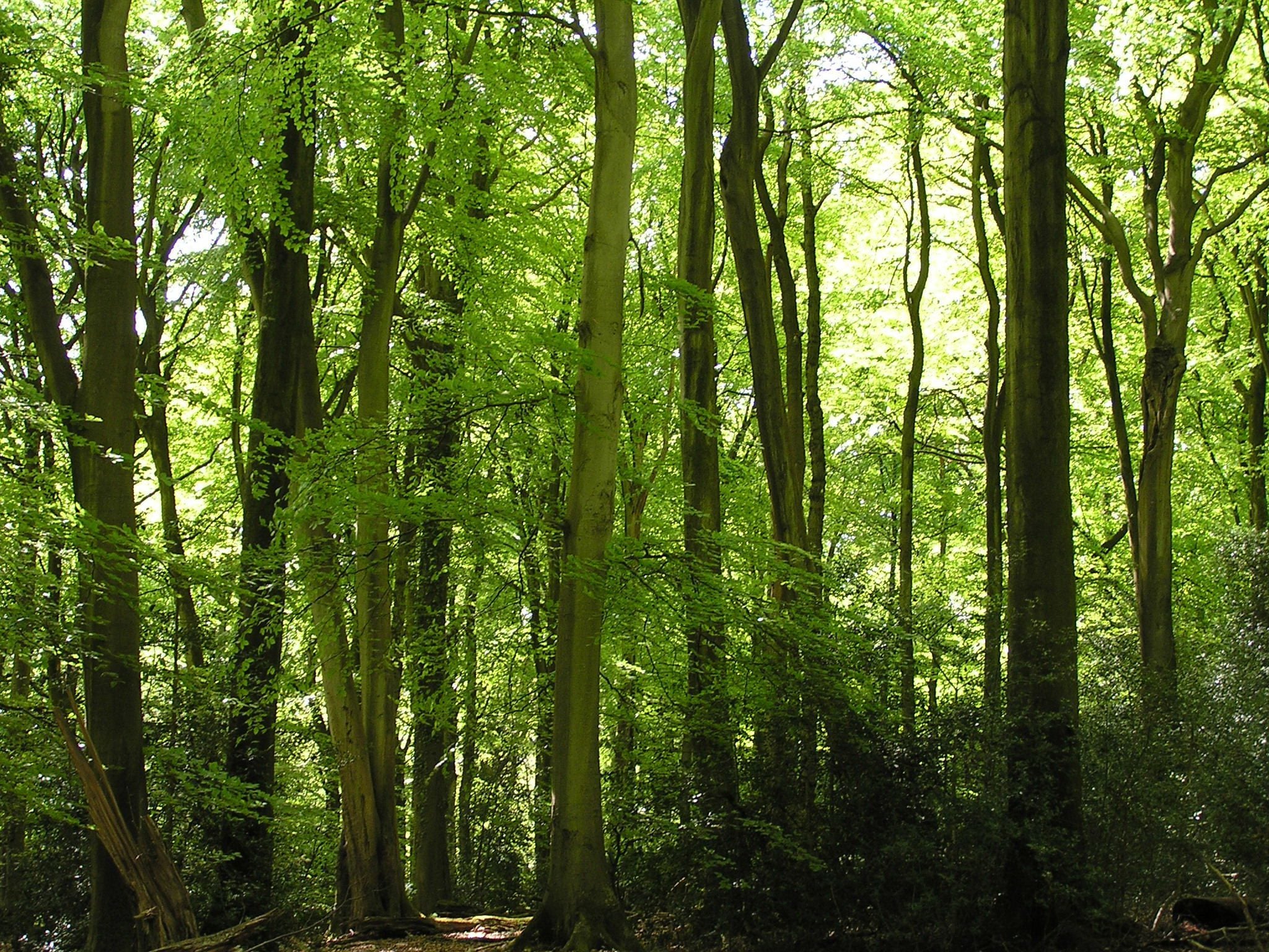 species Beech trees summer Mark Monk Terry