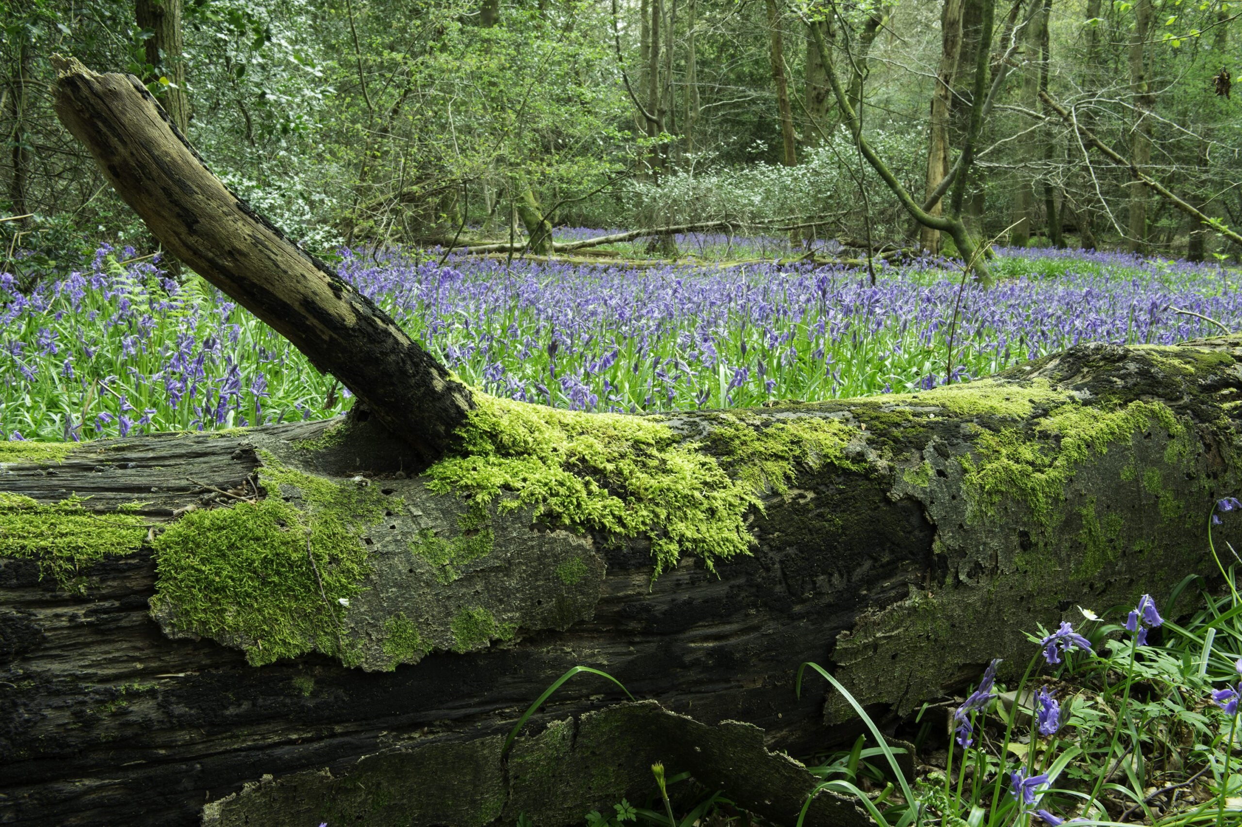 species Bluebells fallen log spring Nigel Symington
