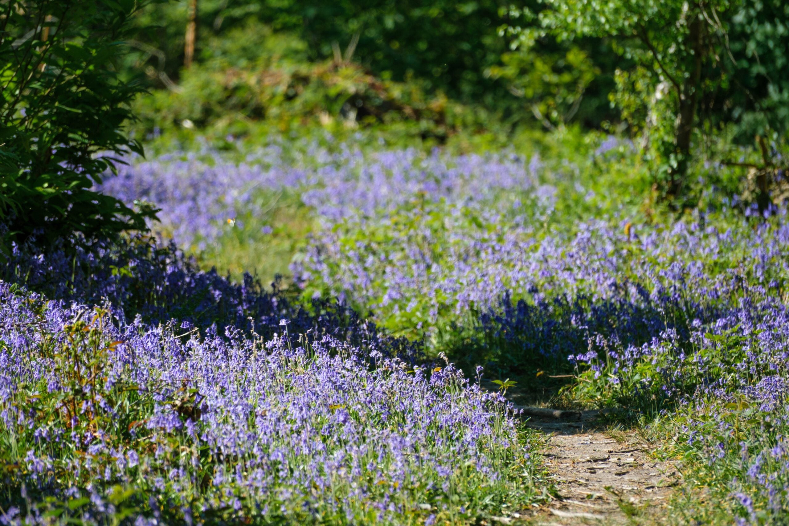 species Bluebells spring Samantha Newson